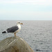 Gaivota-argntea (Larus argentatus)