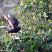 Gralha-de-bico-amarelo (Pyrrhocorax graculus)