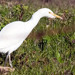 Gara-boieira (Bubulcus ibis)