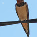 Andorinha-das-chamins (Hirundo rustica)