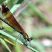 Libelinha (Calopteryx haemorrhoidalis) ?