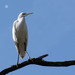 Gara-branca-pequena (Egretta garzetta)