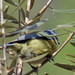 Chapim-azul (Parus caeruleus / Cyanistes caeruleus)