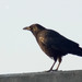 Gralha-preta (Corvus corone corone)