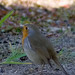 Pisco-de-peito-ruivo (Erithacus rubecula)