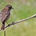 Cartaxo-comum (Saxicola torquata)