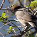Toutinegra-de-barrete-preto (Sylvia atricapilla)