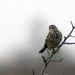 Petinha-martima (Anthus petrosus)