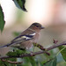 Tentilho-comum (Fringilla coelebs)