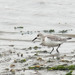 Pilrito-comum (Calidris alpina)