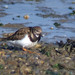 Rola-do-mar (Arenaria interpres)