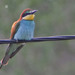 Abelharuco-comum (Merops apiaster)