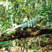 Iguana-verde (Iguana iguana)