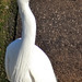 Gara-branca-pequena (Egretta garzetta)