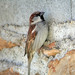 Pardal-comum (Passer domesticus)