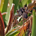 Aranha