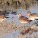 Maarico-de-bico-direito (Limosa limosa)