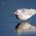 Guincho-comum (Larus ridibundus)