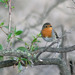 Pisco-de-peito-ruivo (Erithacus rubecula)