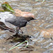 Melro-de-gua (Cinclus cinclus)