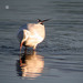 Guincho-comum (Larus ridibundus)