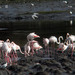 Flamingo-comum (Phoenicopterus ruber)