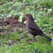 Melro (Turdus merula)