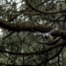 Pombo-torcaz (Columba palumbus)